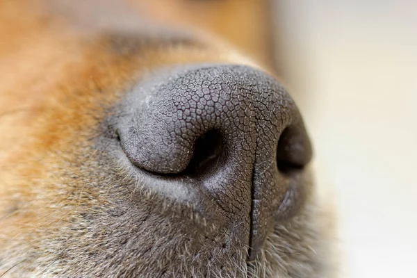 Nahaufnahme Der Nase Eines Hundes — Stockfoto