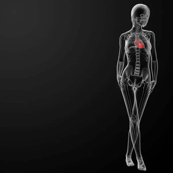 Render Kadın Anatomisi Kalp Önden Görünüm — Stok fotoğraf