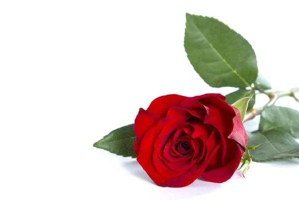 Красивая Красная Роза Белом Фоне — стоковое фото