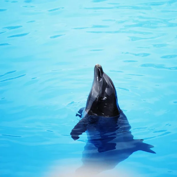 Dolphin Dans Delfiner Show — Stockfoto