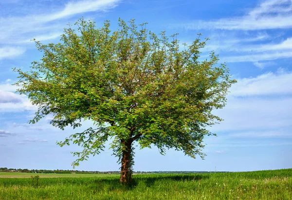 Drzewo Środku Pola — Zdjęcie stockowe