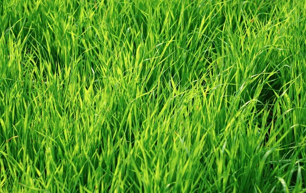 绿色多汁的草作为背景 — 图库照片