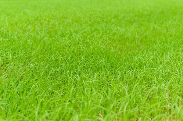 领域自然绿色的草地杂草草甸 — 图库照片