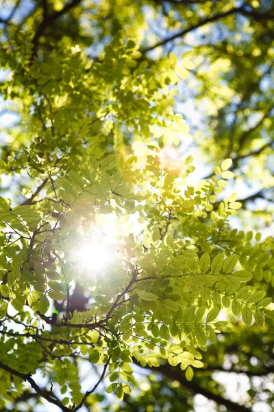 木と太陽のトップ — ストック写真
