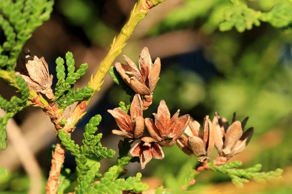 Nuevo Crecimiento Hojas Perennes Sol Mañana Temprano — Foto de Stock