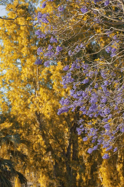 Beautiful deep purple coloured jacaranda tree in bloom in Brisbane, Queensland.