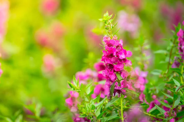 Imagen Fondo Las Flores Colores Naturaleza Fondo — Foto de Stock