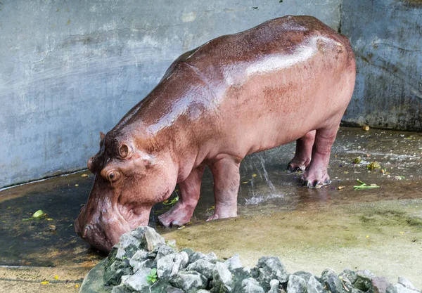 Wild Hippopotamus Take Shower Zoo — Stockfoto