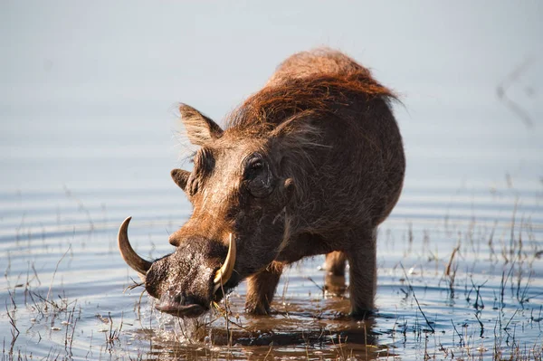 Bruin Harige Warthog Het Water Van Een Rivier — Stockfoto