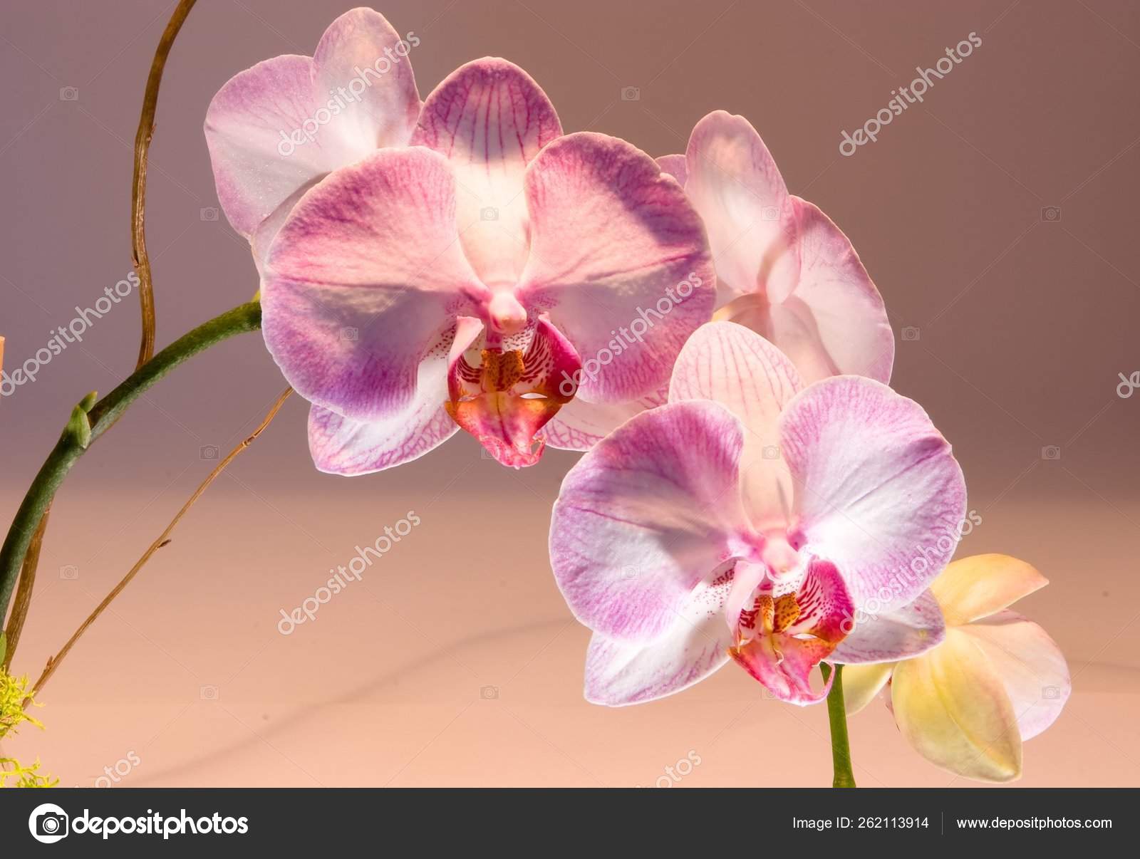 Phalaenopsis Genus Approximately Species Orchids Family Orchidaceae