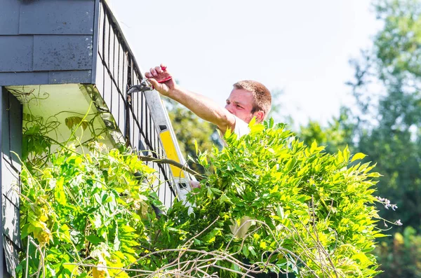 Jardineiro Uma Escada Frente Uma Casa Aparar Uma Hera Com — Fotografia de Stock