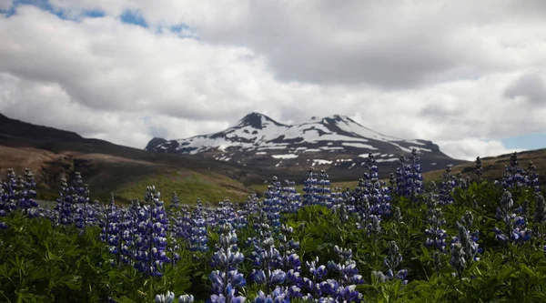 Island Blommor Ljusa Färgglada Levande Tema — Stockfoto