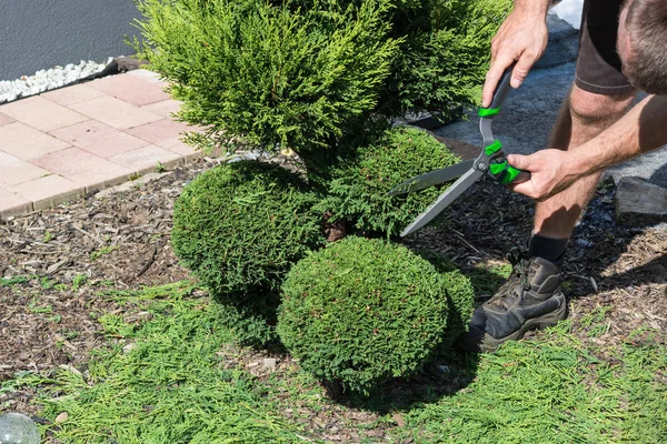 Thuja Nebo Zimostráz Nůžkami Podobě Řezání — Stock fotografie