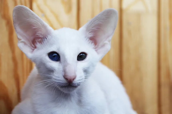 White Oriental Cat Eyes Different Colors — Stock Photo, Image