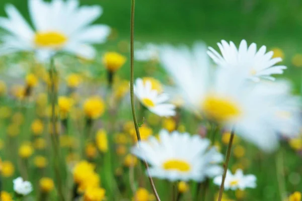 Zbliżenie Niektórych Letnich Kwiatów Łące — Zdjęcie stockowe