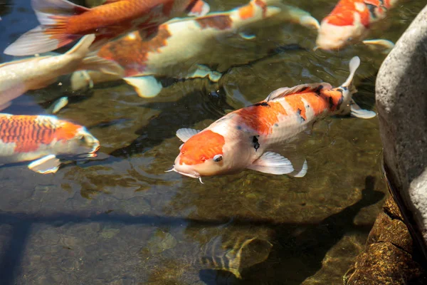Koi Balığı Cyprinus Carpio Haematopterus Japonya Bir Koi Havuzda Yemek — Stok fotoğraf