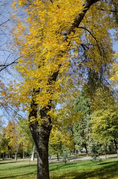 Populaire Zaimov Park Voor Rust Wandeling Met Herfst Geel Loof — Stockfoto