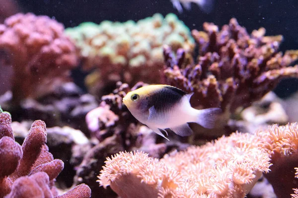 Fiji Yellow Head Damsel Chrysiptera Rollandi Coral Reef — Stock Photo, Image