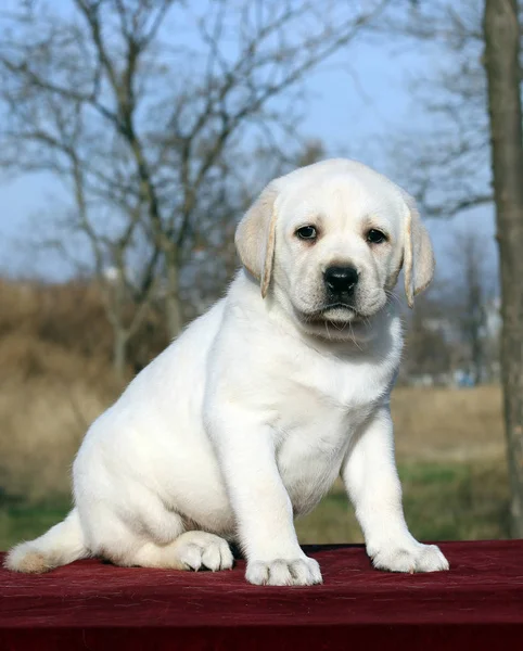 Pequeno Filhote Cachorro Labrador Amarelo Sentado Fundo Vermelho — Fotografia de Stock