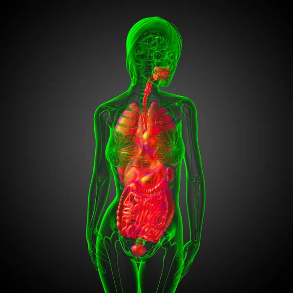 Hacer Ilustración Médica Del Sistema Digestivo Humano Sistema Respiratorio Vista — Foto de Stock