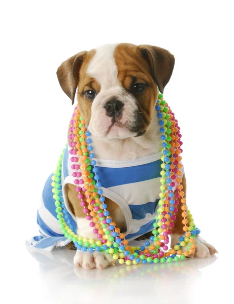 Adorabile Cucciolo Bulldog Inglese Otto Settimane Che Indossa Camicia Blu — Foto Stock