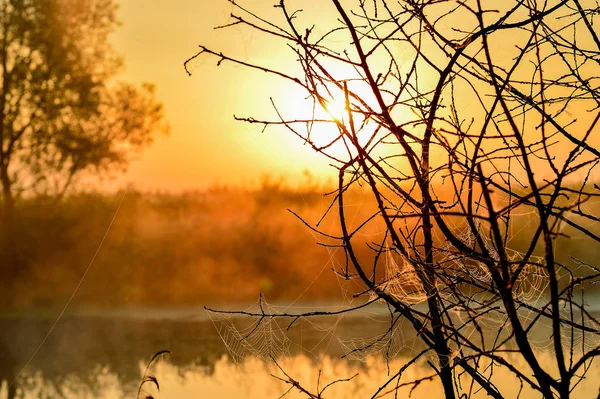 Foto Com Nascer Sol Verão Uma Árvore — Fotografia de Stock