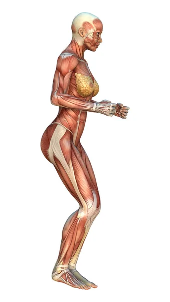 Digital Render Female Figure Muscle Maps Isolated White Background — Stock Photo, Image
