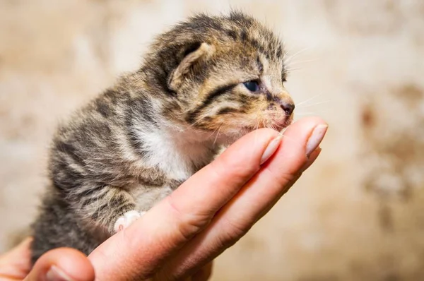 Bild Unga Katter Ladan Liggande Stråna — Stockfoto