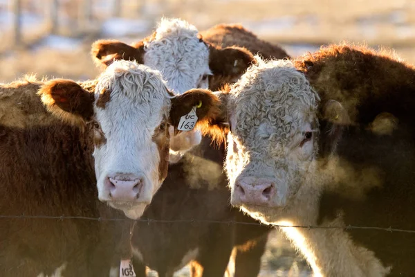 カナダのサスカチュワン州で冬に寄り添う牛 — ストック写真