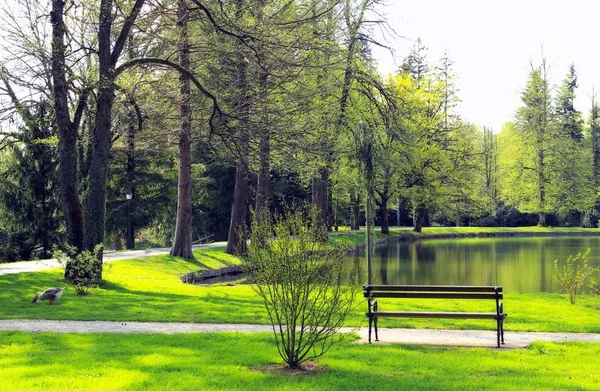 Vacker Grön Natur Parken — Stockfoto