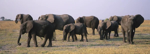 Afrikanska Elefanter Loxodonta Africana Savannen — Stockfoto