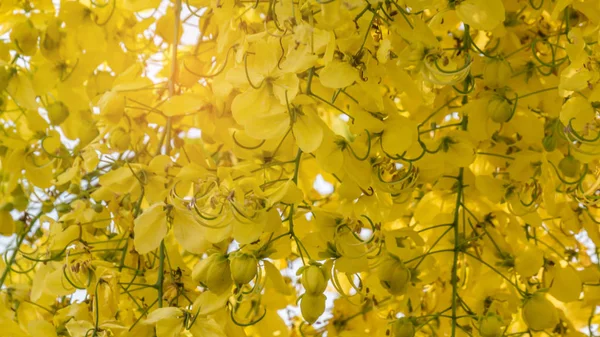 Primer Plano Golden Shower Tree Fístula Cassia — Foto de Stock