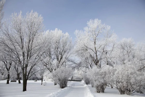 Hoar Frost Prairie Saskatchewan Canada Winter Cold — Stock Photo, Image