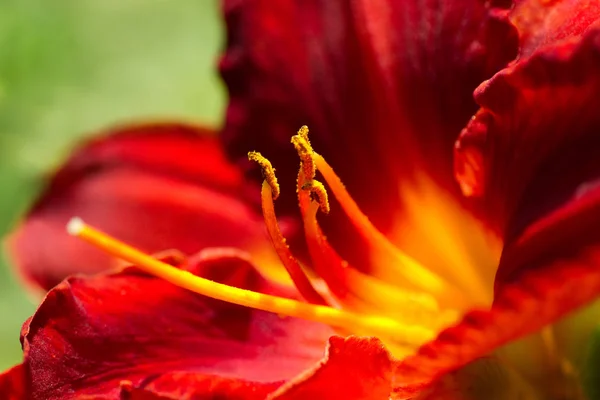 Zavřít Pohled Tmavě Červený Den Lilie Nebo Hemerocallis Kvetoucí Zahradě — Stock fotografie