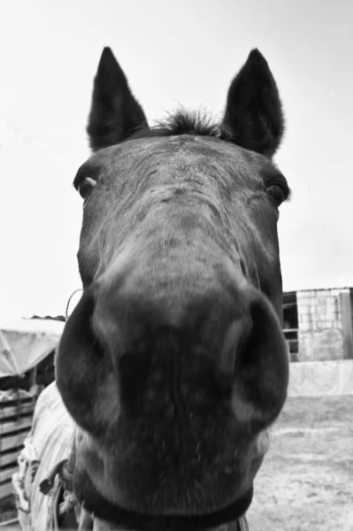 Incomum Quase Cômico Retrato Equestre Tiro Extremo Close — Fotografia de Stock