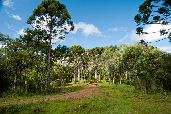 Brezilya Çam Ağaçları Güney Brezilya Nın Nesli Tükenmekte Olan Bir — Stok fotoğraf