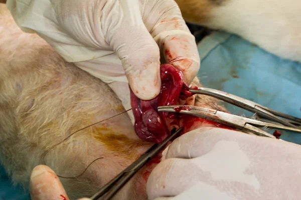 Veterinary surgeon neutering a cat