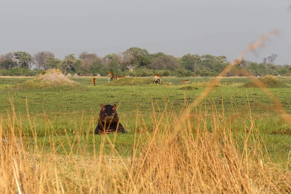 Nijlpaard Hippopotamus Nijlpaard Moremi Game Reserve Okavangodelta Botswana Afrika Safari — Stockfoto