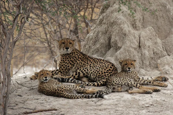 Cheetah family rests in the shadow of a termite mound in the Okavango Delta, Botswana.