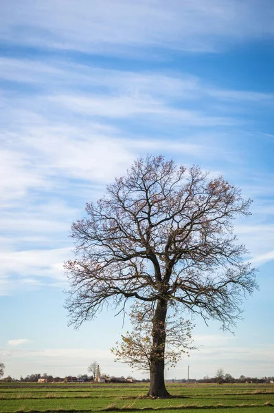 Vecchio Grande Albero Sfondo Colore Con Cielo Blu — Foto Stock