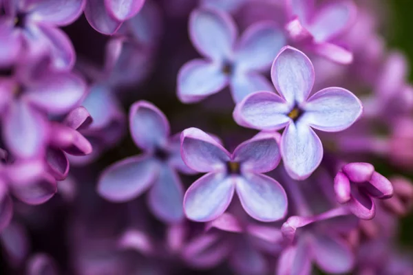 아름답고 라일락 꽃으로 — 스톡 사진