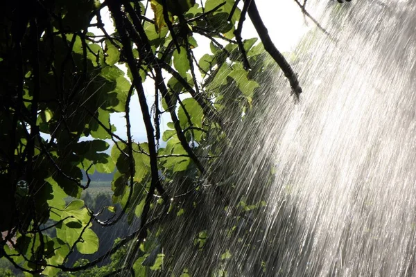 Falling Water Nature Tree — Stock Photo, Image