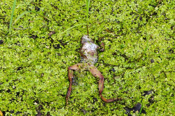 Muerto Rana Mentira Mojado Pantano Suelo Cubierto Con Verde Plantas — Foto de Stock