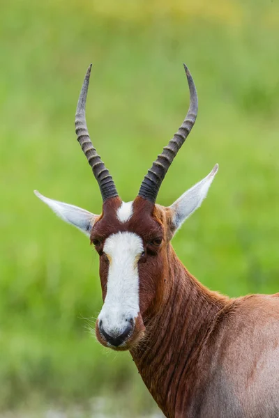 Blesbok Buck Portret Blisko Szczegółowo Wpisu Zwierząt Rezerwacie Przyrody Parku — Zdjęcie stockowe