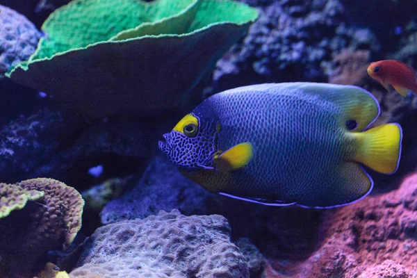Blue Faced Angelfish Pomacanthus Xanthometopon Coral Reef — Stock Photo, Image