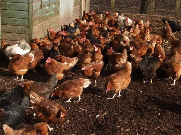 Vrij Bereik Kippen Bewegen Voeden Boerderij Omgeving — Stockfoto