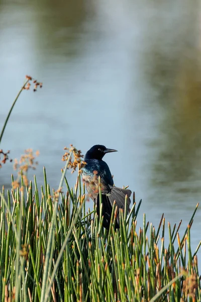 Boat tailed Grackle bird Quiscalus quiscula perches in marsh grass in a pond in Naples, Florida