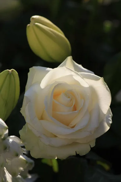 Una Sola Rosa Blanca Luz Del Sol — Foto de Stock