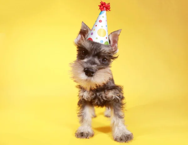 Carino Piccolo Schnauzer Miniatura Cane Cucciolo — Foto Stock