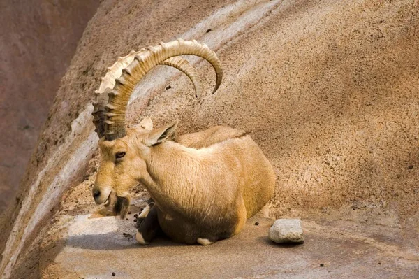 Ibex Odpočívá Pozoruje — Stock fotografie